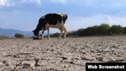 Reporta Cuba. La sequía afecta también áreas rurales.