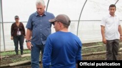No llega la ayuda a las plantaciones de tabaco en San Juan y Martínez