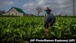 Un productor de tabaco en Pinar del Río. (AP/Ramón Espinosa)
