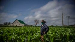 "La culpa es de Acopio": Agricultores señalan a entidad estatal por pérdida de cosechas
