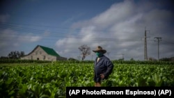 Un productor de tabaco en Pinar del Río, Cuba. (AP Photo/Ramon Espinosa)