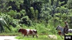 Un campesino pastorea una vaca en La Habana (Cuba). 