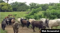 Vacas en Cuba.