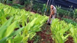 La agricultura en dos pueblos de Cuba: Análisis y comentario