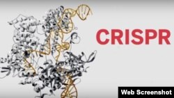 El método de edición del genoma conocido como CRISPR como el descubrimiento científico de 2015. (Revista Science)