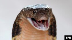 Foto de archivo de una cobra.