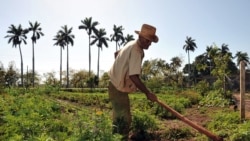 Opinan en Cuba sobre la agricultura cubana