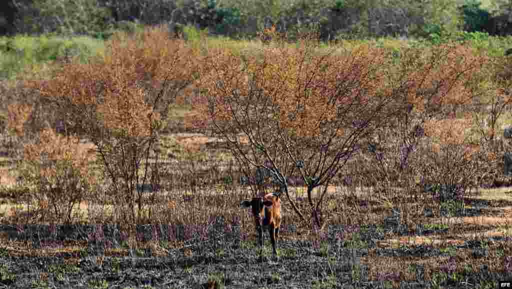 Un ternero busca alimentos en la presa &quot;Sábanas Blancas&quot;, que se encuentra por debajo del mínimo de su capacidad de embalse en la provincia de Ciego de Ávila