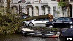  Un árbol arrancado de raíz cae encima de un coche en el canal Ryusdaelkade en Ámsterdam, Holanda, el 28 de octubre de 2013. Según los medios, una mujer ha resultado muerta del accidente. Hasta el momento se han registrado tres muertes a causa de la caída