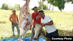 Cubanos varados en Darién compran una vaca y sacian deseos de comer carne de res