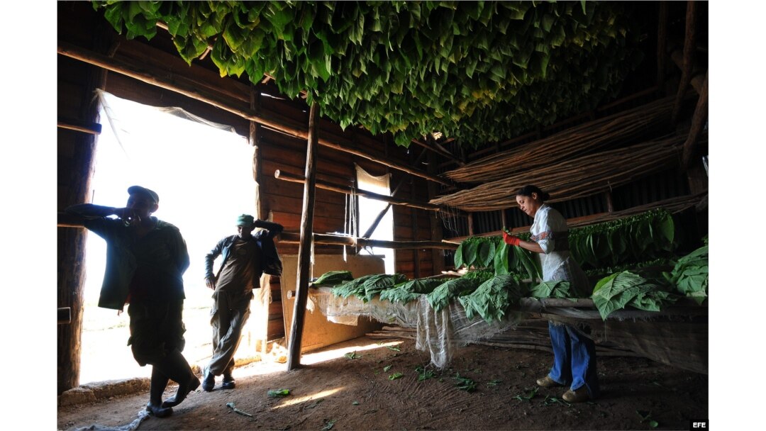 Una casa de secado de hoja de tabaco en Pinar del Río.