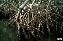 Los manglares impiden la intrusión salina en terrenos agrícolas y fuentes de agua.