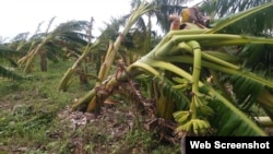 Cultivo de plátanos en el municipio de Esmeralda, Camaguey.