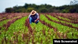 Un campesino labora la tierra en una finca en Cuba. (Archivo)