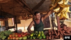 Un hombre espera la llegada de clientes en un puesto privado de venta de vegetales en el municipio habanero de Bejucal (Cuba). 