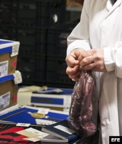 Un inspector de alimentación analiza un trozo de carne en Utrecht, Holanda, tras detectarse carne de caballo rumana en platos precocinados.