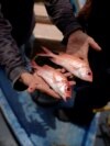 A pesar de vivir en una isla, los cubanos consumen cada vez menos pescado y mariscos, alimentos que se han convertido en un lujo para la mayoría.  