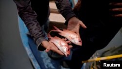 A pesar de vivir en una isla, los cubanos consumen cada vez menos pescado y mariscos, alimentos que se han convertido en un lujo para la mayoría.  
