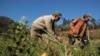 Cuba agricultura devastada  