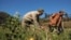 Cuba agricultura devastada  
