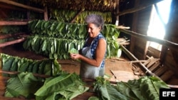 Una mujer en Pinar del Río ensarta hojas de tabaco en los "cujes" para colgarlas a secar en las casa de tabaco. 