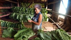 Campesinos carecen de recursos para aumentar producción tabacalera
