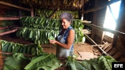 Una tabaquera cubana ensarta hojas de tabaco en los "cujes" para colgarlas a secar en las casa de tabaco. 