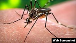 El virus del Zika es transmitido por el mosquito Aedes Aegypti.