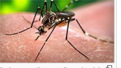 Alertan sobre epidemia de Zica en Venezuela