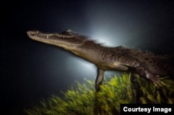 Un cocodrilo americano, tesoro de las aguas cubanas, entre las mejores fotos del año de National Geographic.