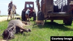 Caza de búfalos en Pinar del Río