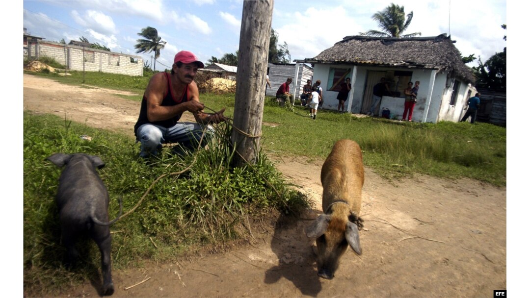 Un hombre amarra sus dos puercos a un poste en La Coloma, Pinar del Río, Cuba.