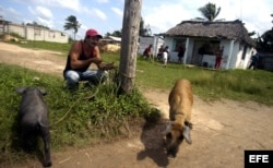 Un hombre amarra sus dos puercos a un poste en La Coloma, Pinar del Río, Cuba.