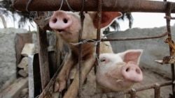 Productores de carne de cerdo en Cuba acusados de cohecho y enriquecimiento