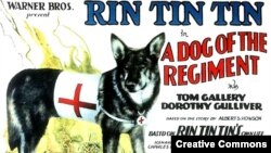 Rin Tin Tin en 1929.