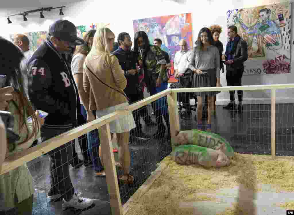 Dos cerdos con los nombres "Fidel" y "Raúl" descansan en la exposición del artista cubano Danilo Maldonado, conocido como "El Sexto", en la Market Galery en Miami (Estados Unidos) ayer, 25 de febrero de 2016.
