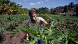 Alianza Cubana por la Inclusión en campaña por la mujer rural de Cuba