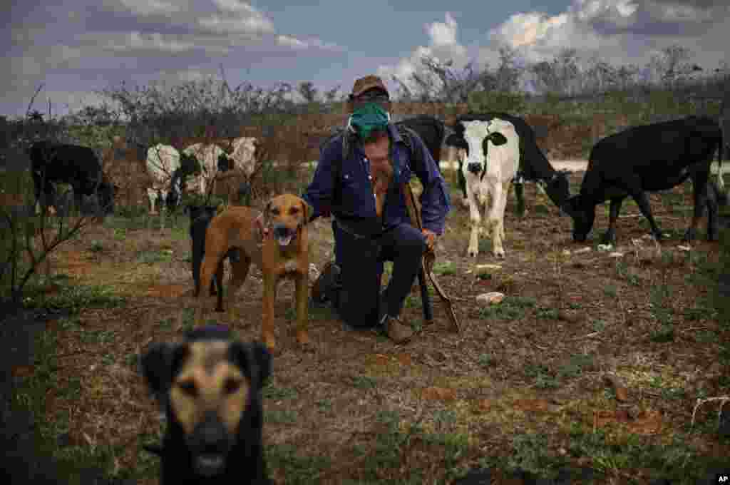 Una estampa del campo cubano en plena pandemia. AP Photo / Ramon Espinosa