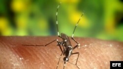 El mosquito "Anopheles quadrimaculatus", es el vector más importante del virus del Nilo. 