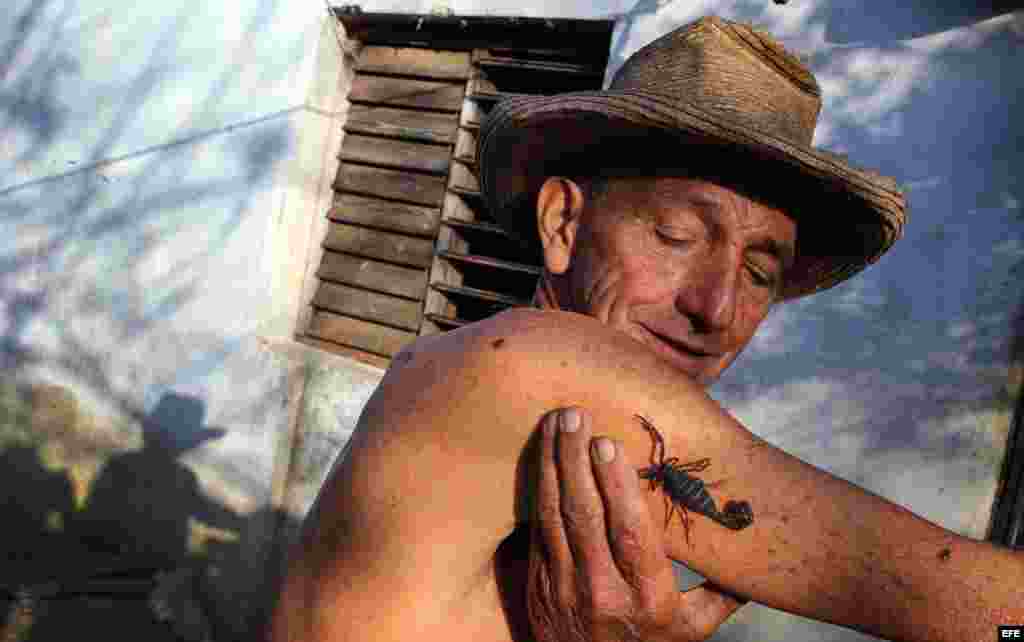 Pepe Casañas posa con un alacrán el 29 de marzo de 2017, en el poblado de Los Palacios, en la provincia occidental de Pinar del Río (Cuba).