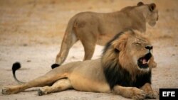 Estadounidense paga $55.000 para cazar a famoso león de Zimbabwe.