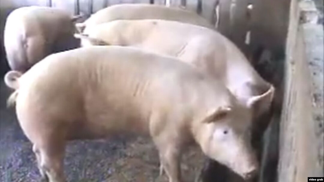 Cochiquera estatal en la provincia de Villaclara, la principal productora de carne de cerdo del país.