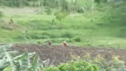 Los campesinos en Cuba enfrentan dificultades para ganar el sustento.