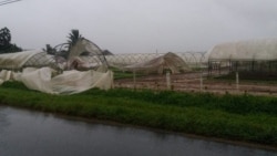 Analizamos el impacto en el sector agrícola de Pinar del Río por el paso del huracán Michael