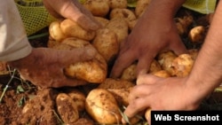 Cosecha de papas en Cuba.