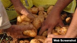 Anuncian venta normada de papa y yuca, y las colas no se hacen esperar