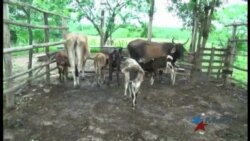 Falta de personal cualificado y desatención del gobierno empeora ganadería en Cuba