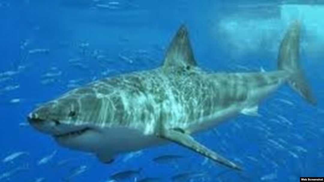 Tiburón en aguas cubanas.