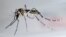 Mosquito trasmisor Aedes Aegypti.