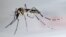Mosquito trasmisor del dengue, "Aedes Aegypti"